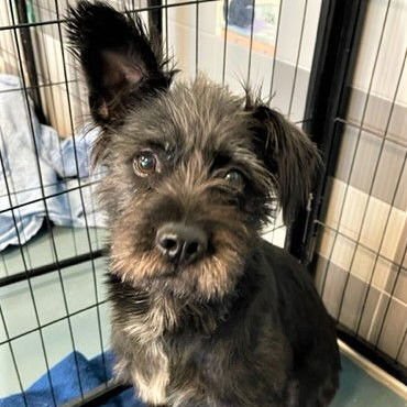 TRINITY - Border Terrier available for adoption