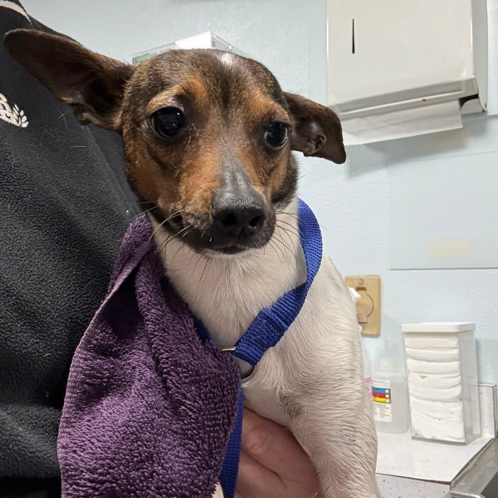 CHOPPER - Rat Terrier available for adoption