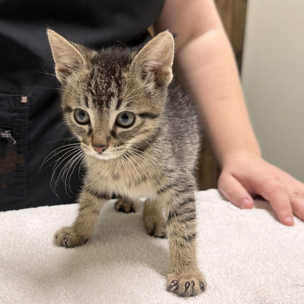 CAL NAUGHTON JR - Domestic Short Hair available for adoption
