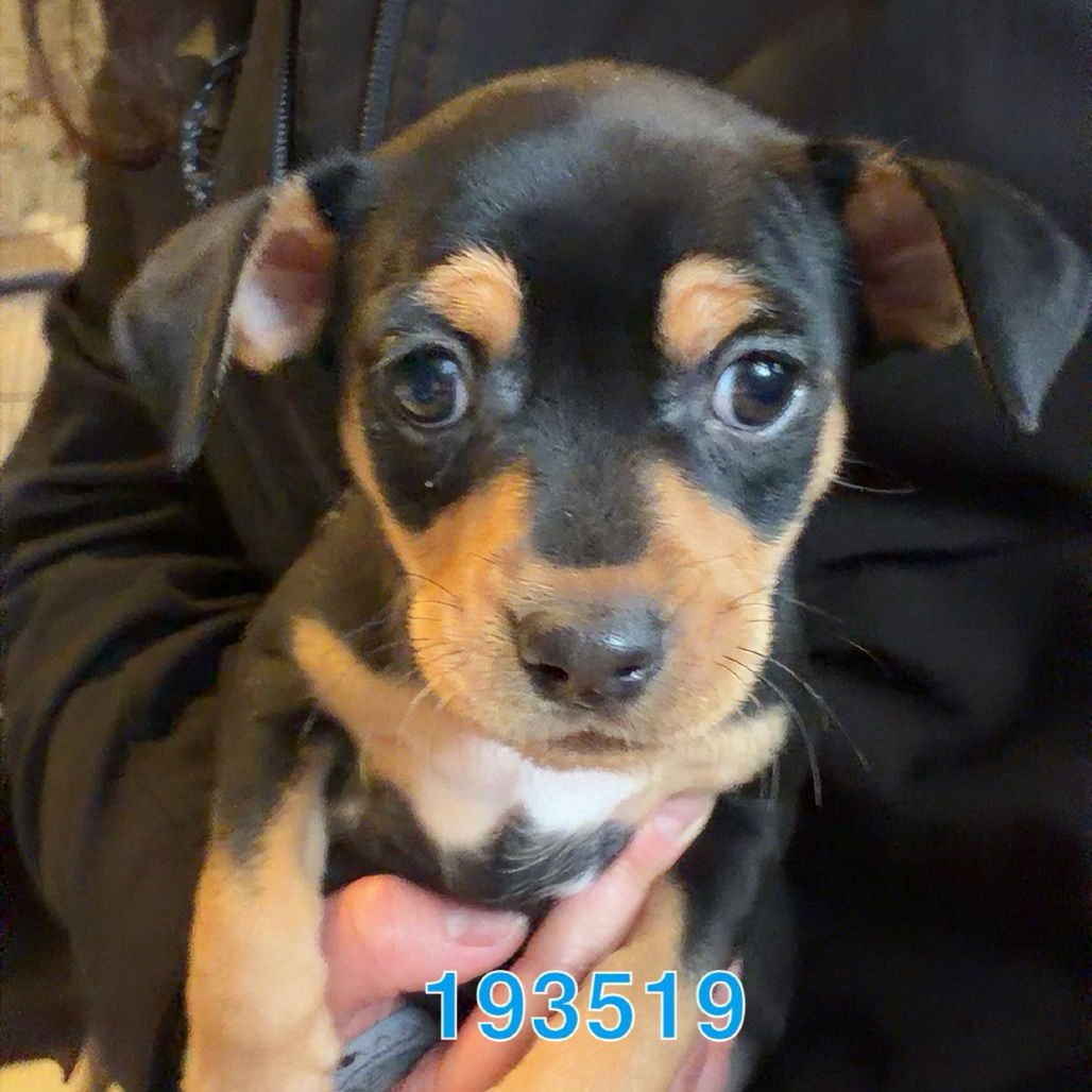 PINEAPPLE MARGARITA - Dachshund / Chihuahua available for adoption