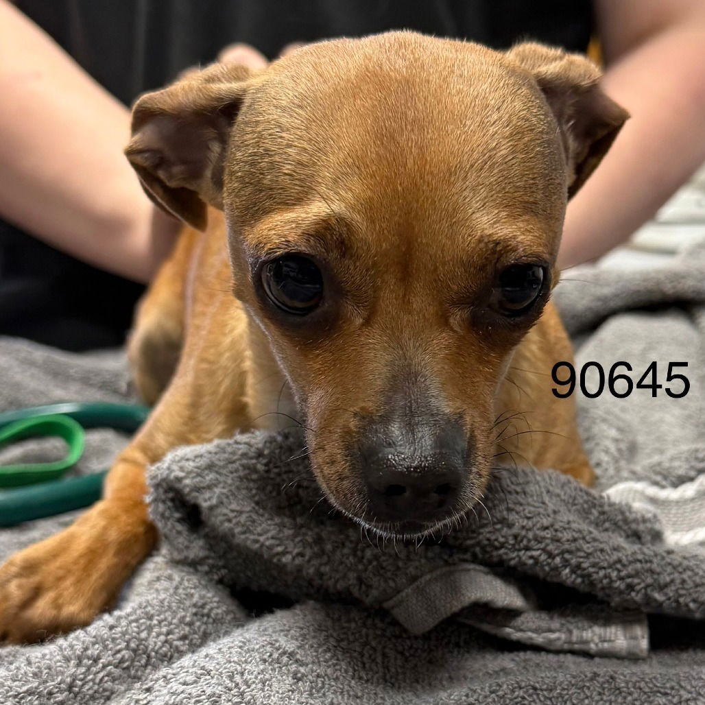 MARIPOSA - Rat Terrier available for adoption