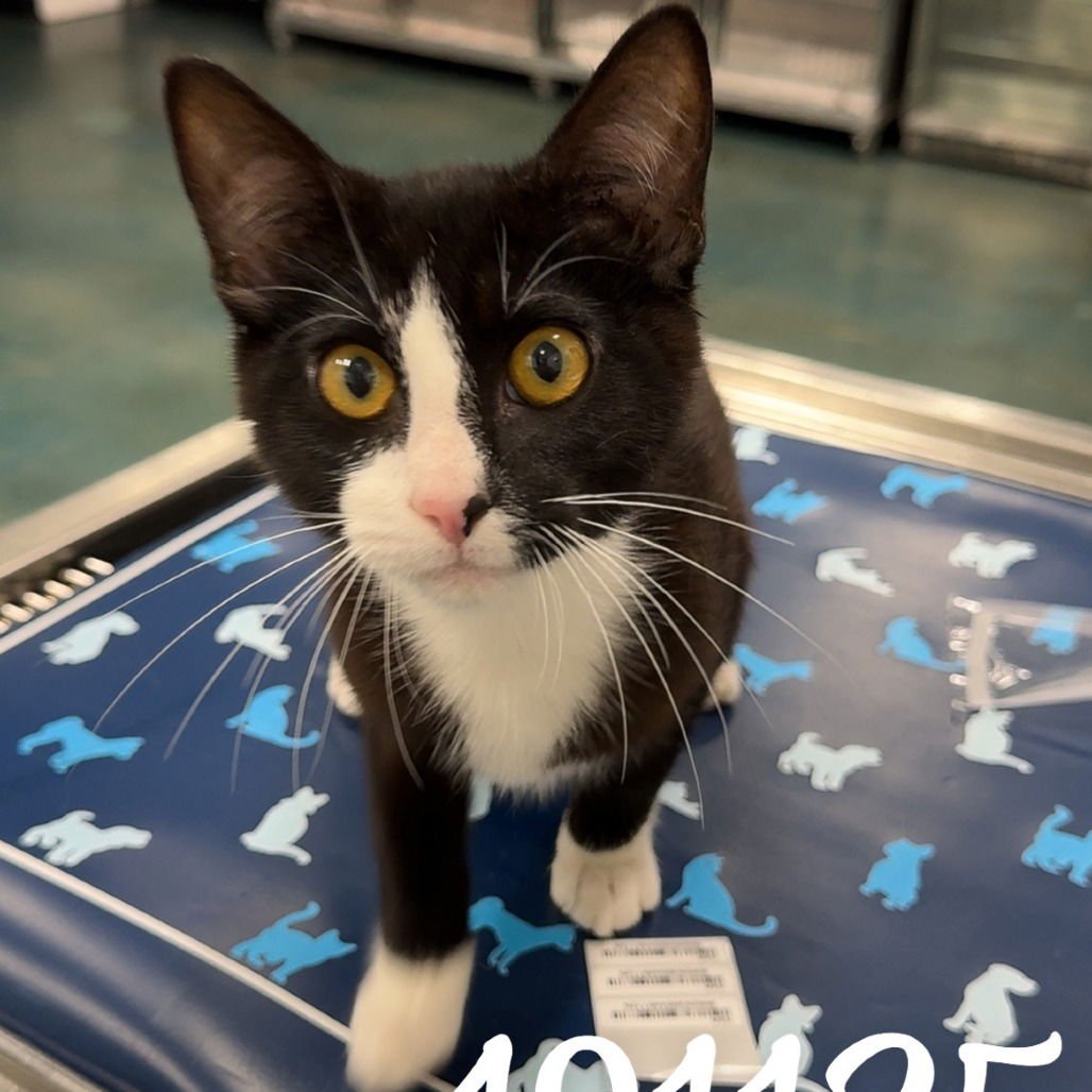 GATSBY - Domestic Short Hair available for adoption