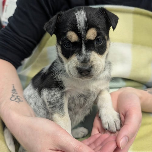 OLIVE - Chihuahua available for adoption