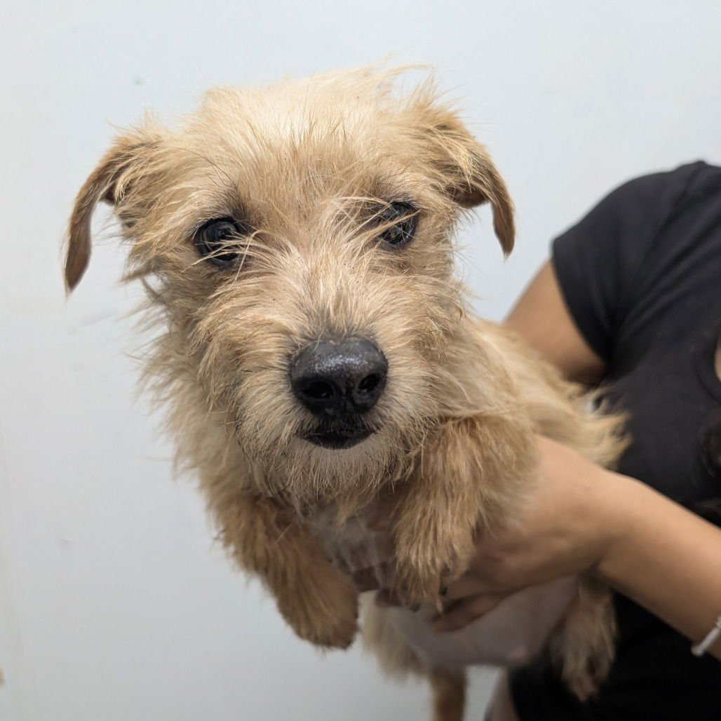 MAMMI - Terrier available for adoption