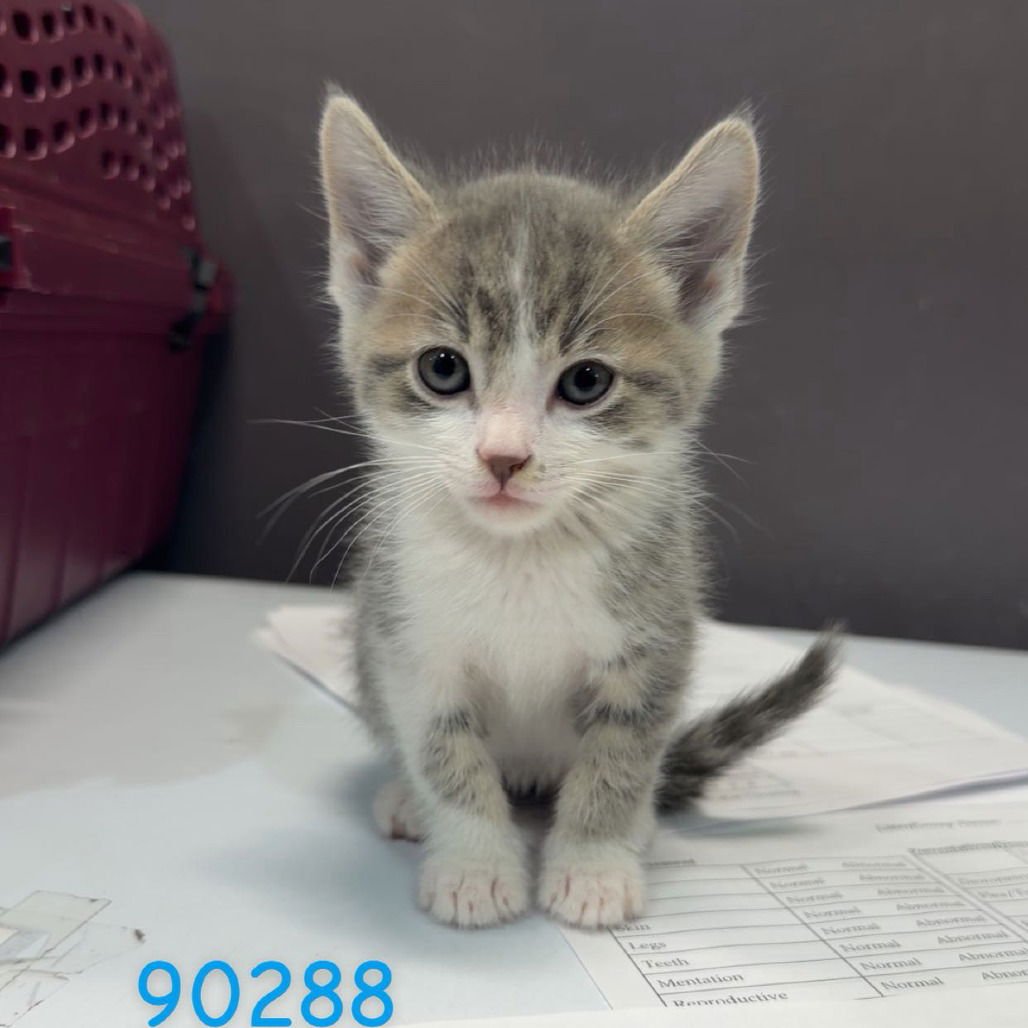 ZANE - Domestic Long Hair available for adoption