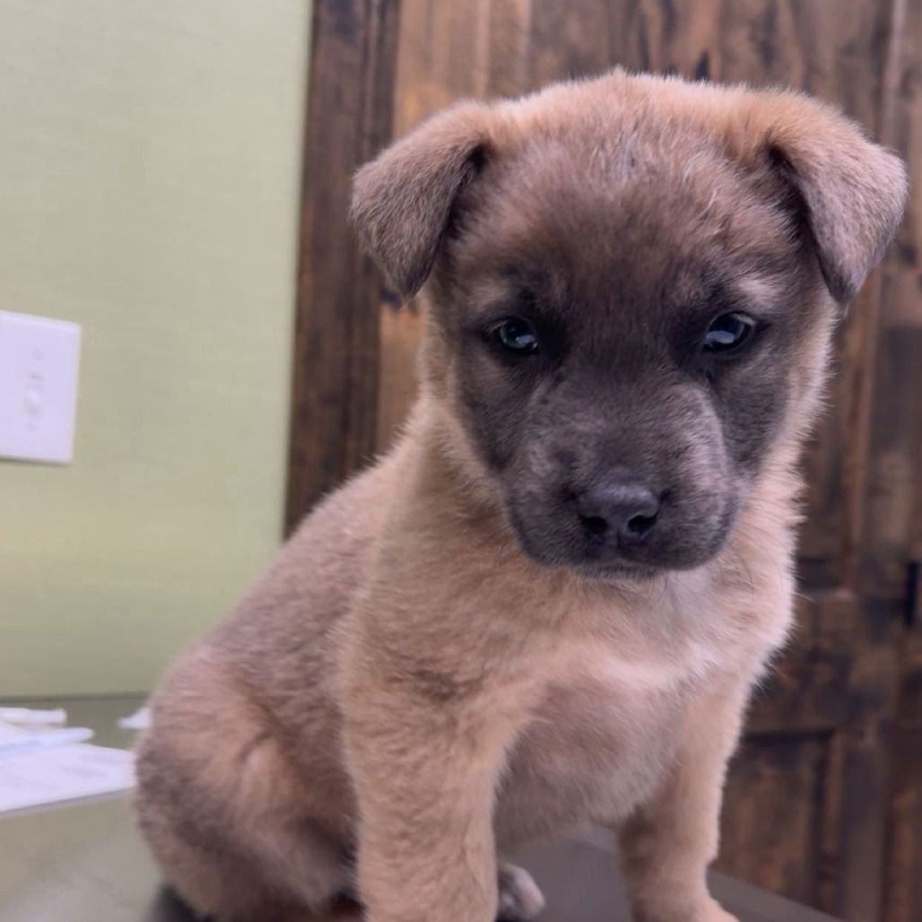 LO'AK - German Shepherd Dog available for adoption