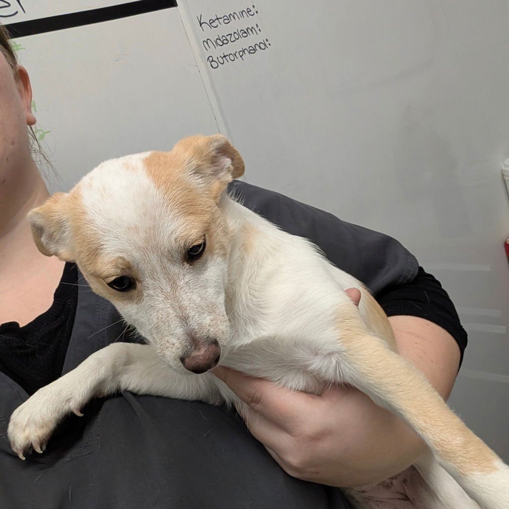 POLAR - Jack Russell Terrier available for adoption