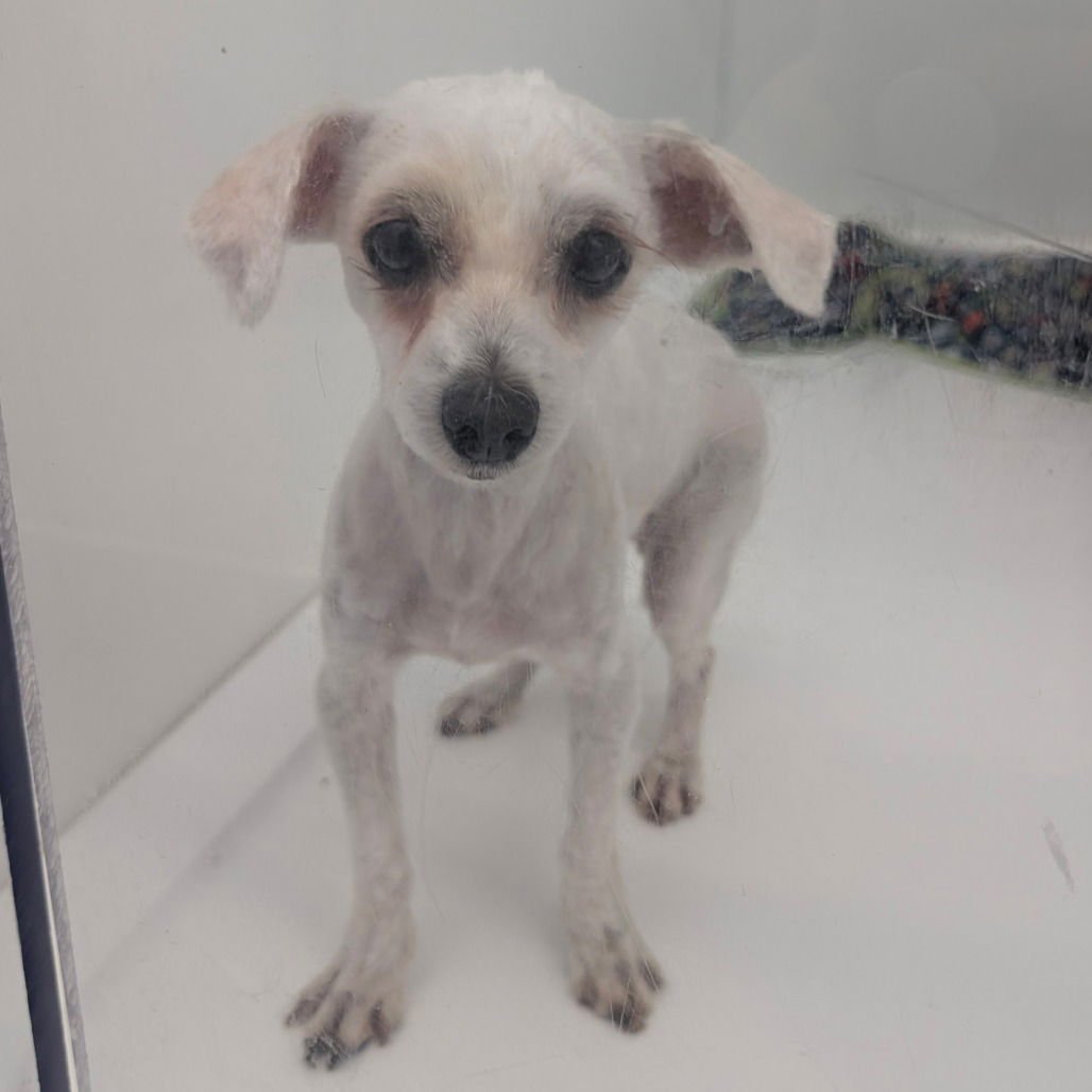 SHEILA - Maltese / Chihuahua available for adoption