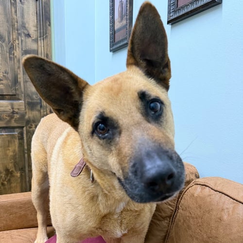 BRANSON - Australian Cattle Dog/Blue Heeler / Shepherd available for adoption