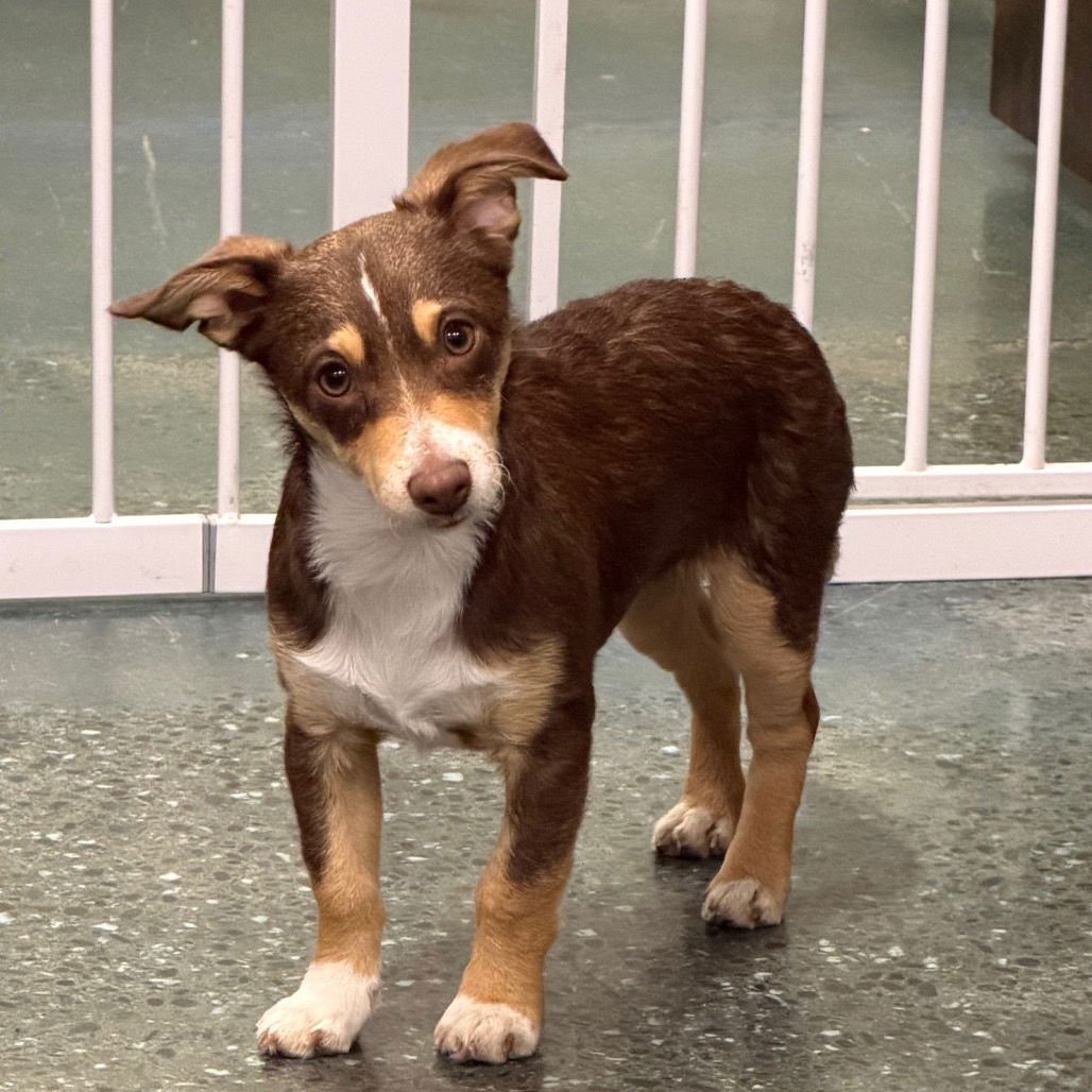 BUDDY - Feist / Terrier available for adoption