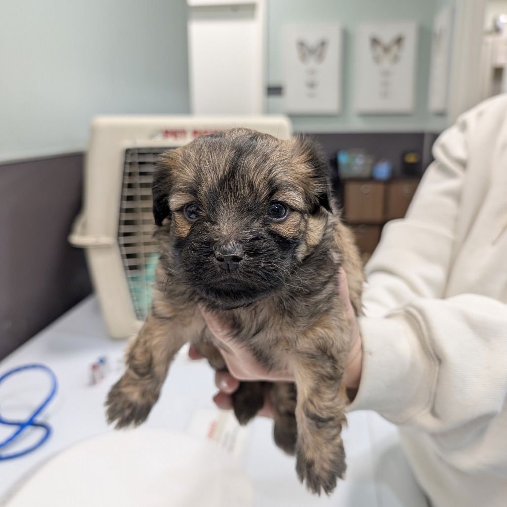 ESPRESSO - Yorkshire Terrier Yorkie available for adoption