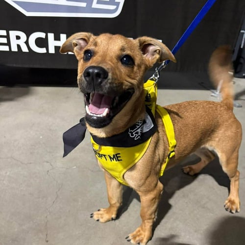 SQUIRT - Hound available for adoption