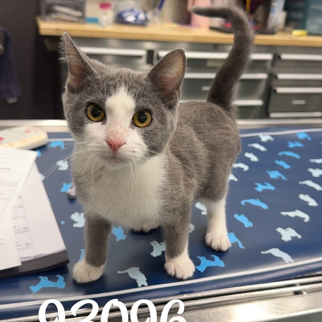 JOSEPHINE - Domestic Short Hair available for adoption