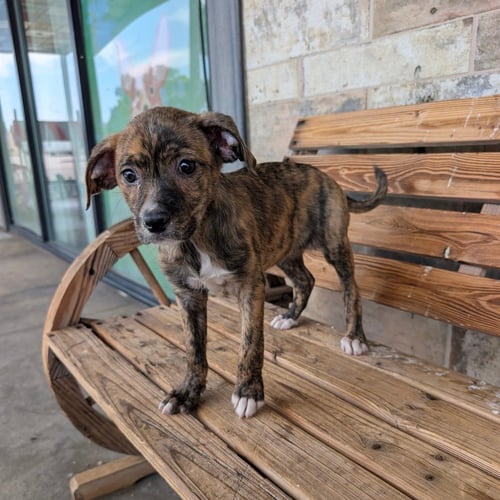 LIESEL - Schnauzer / Dachshund available for adoption