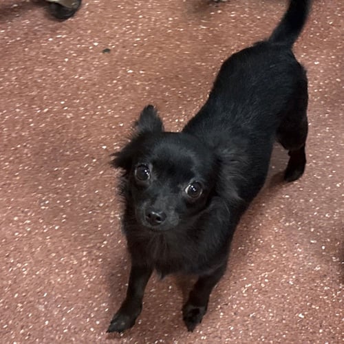 FLOR - Chihuahua available for adoption