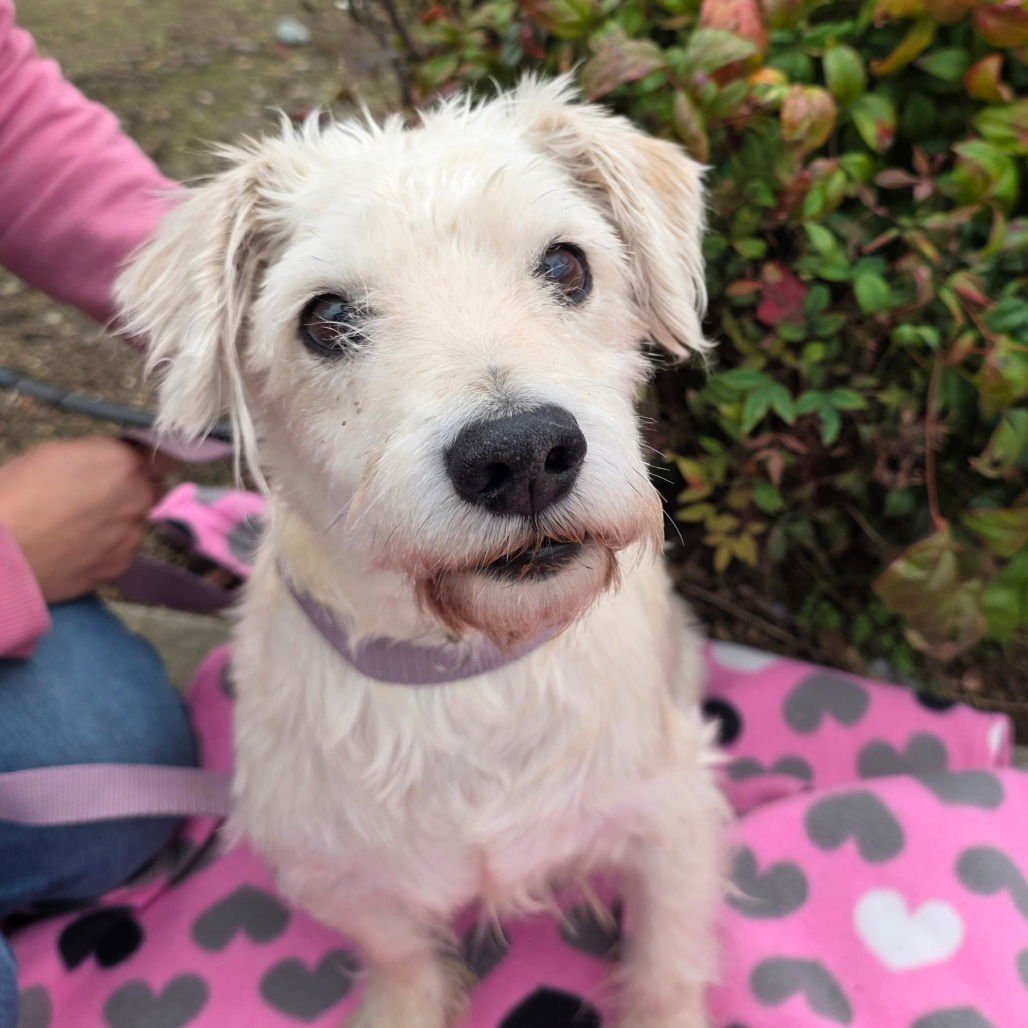 WILL - Maltese available for adoption