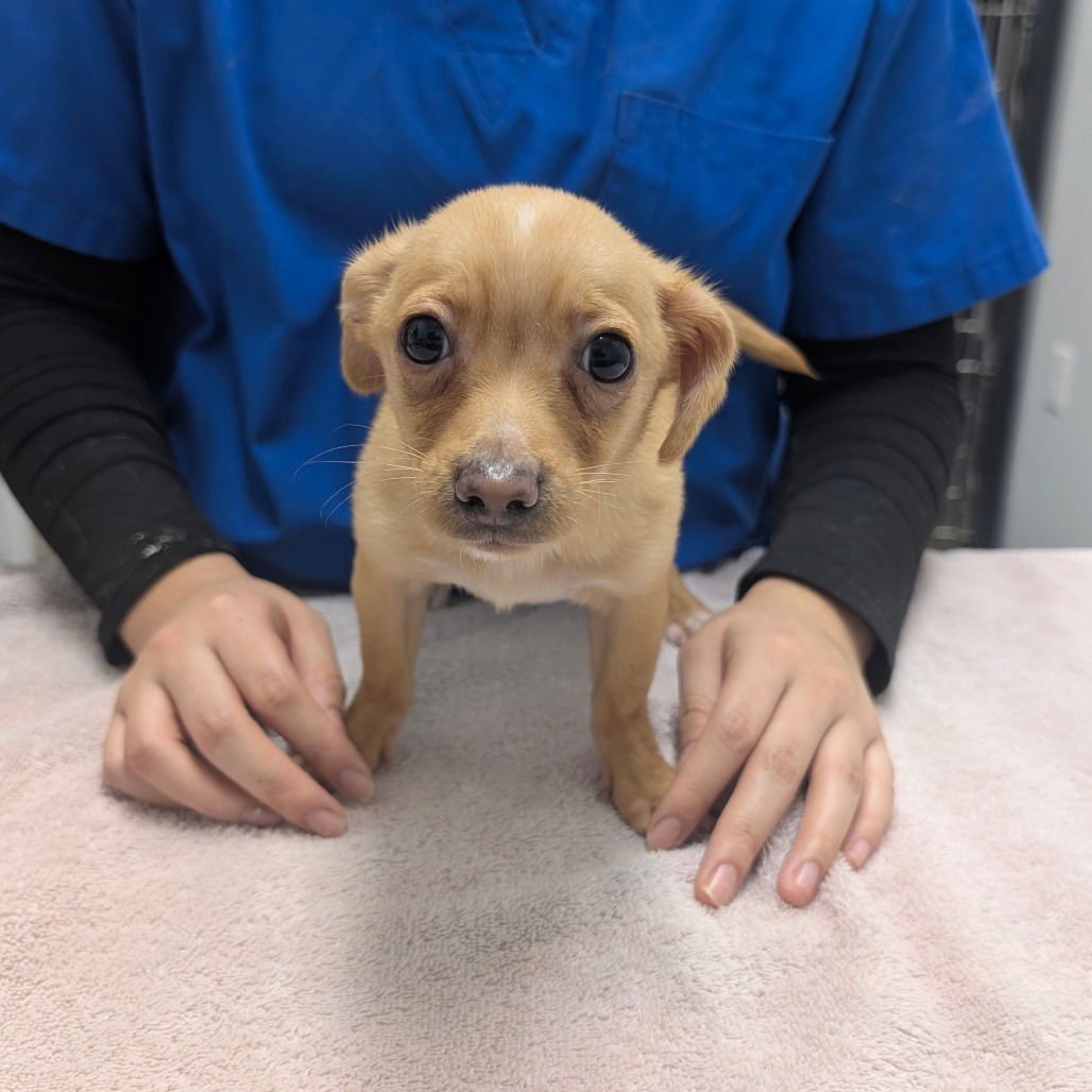 GUS - Chihuahua available for adoption