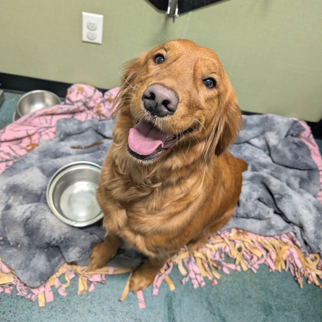 WINIFRED - Golden Retriever available for adoption