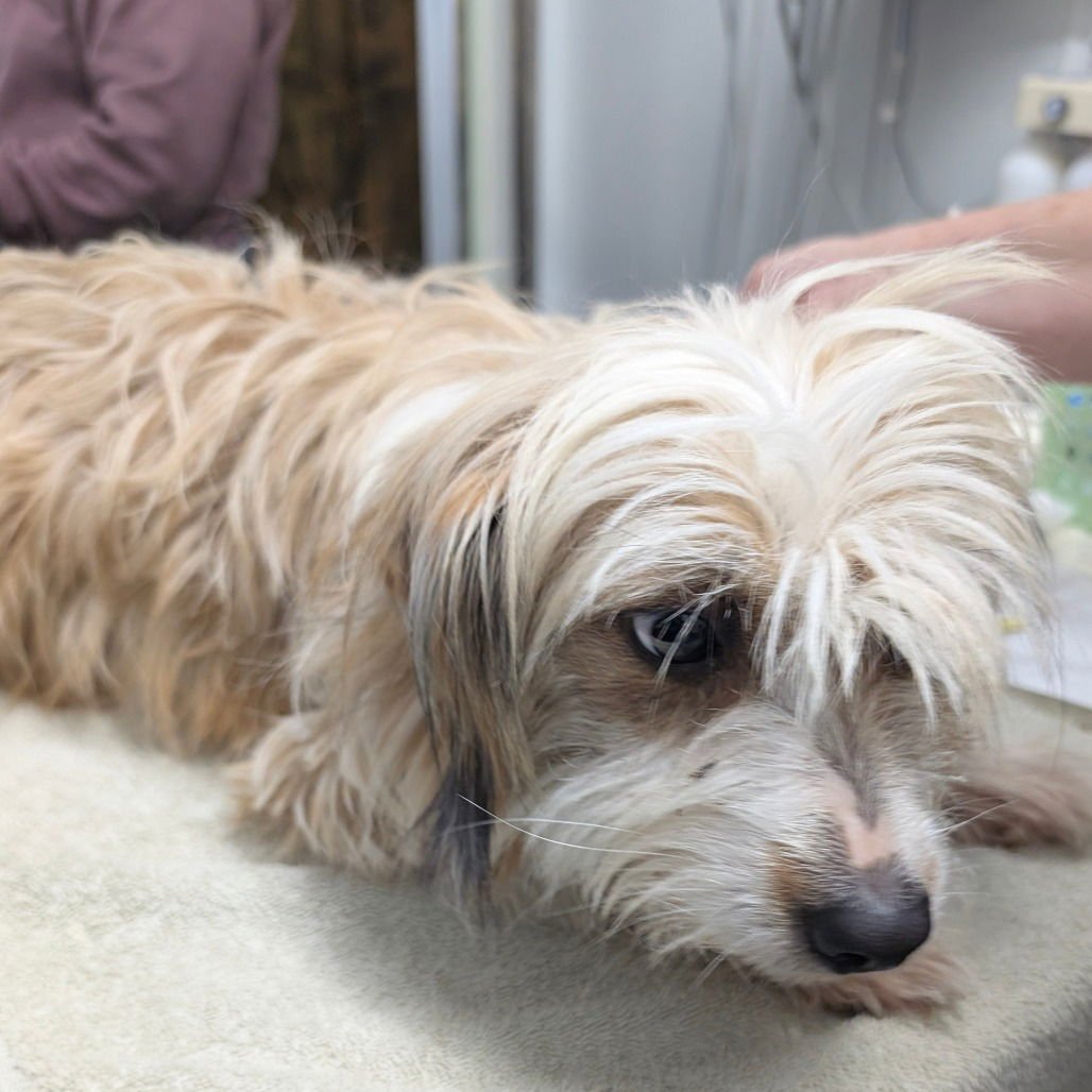 FLURRY - Terrier available for adoption