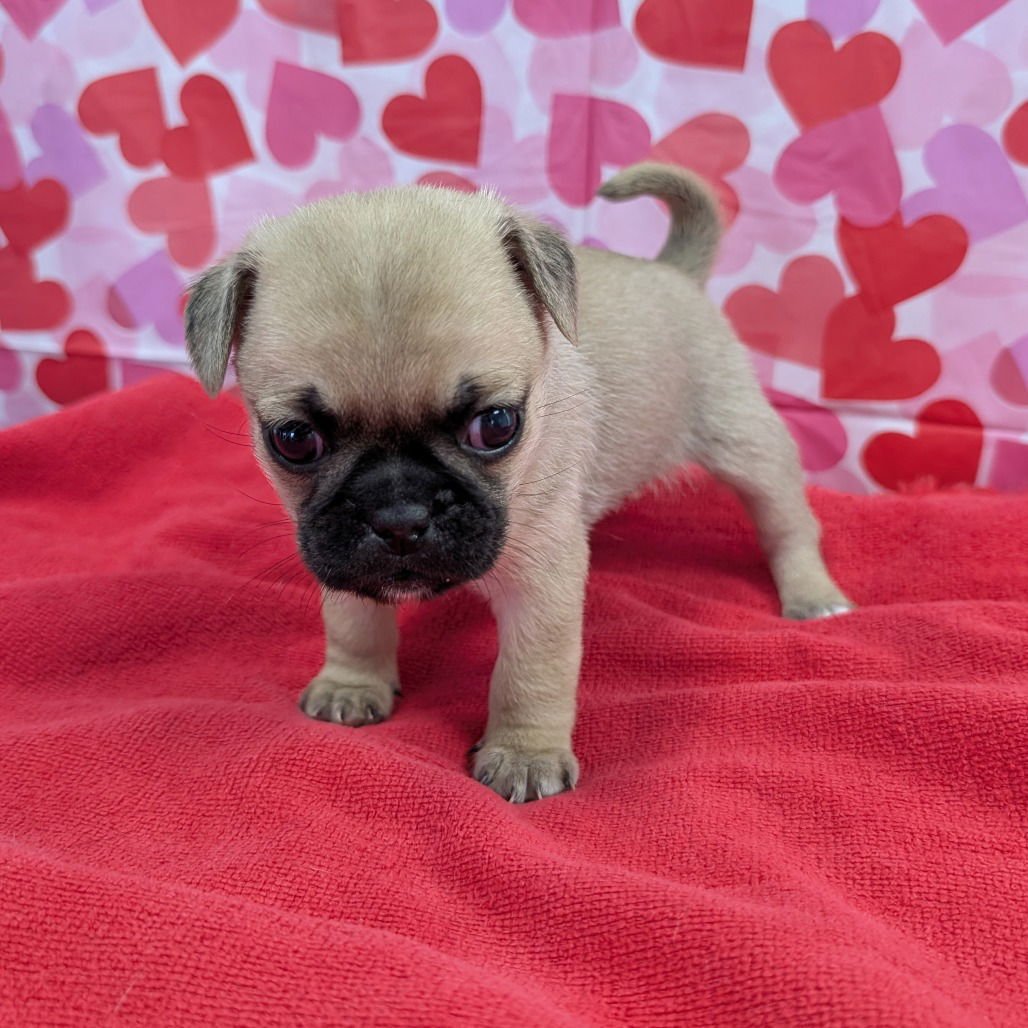 JOY - Terrier available for adoption