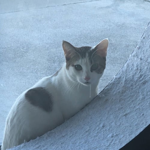 PAOLO - Domestic Short Hair available for adoption