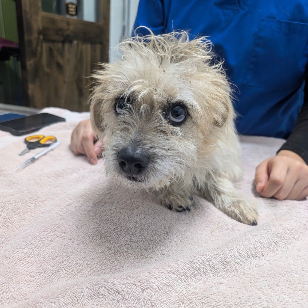 THOMAS - Terrier available for adoption