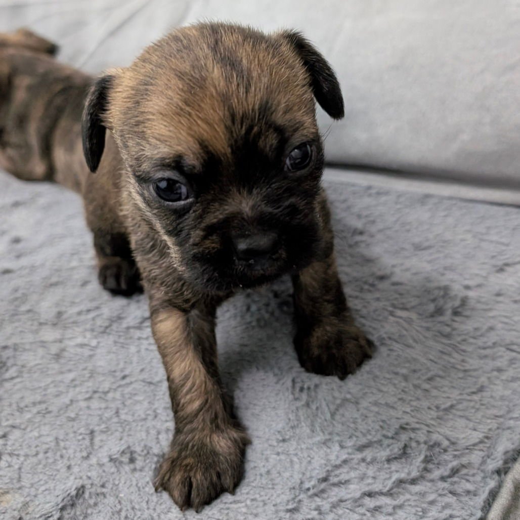 SOUR PICKLE - Chihuahua available for adoption