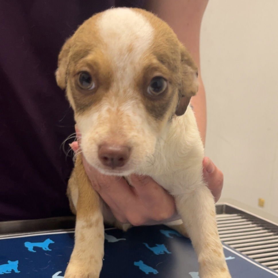 RYDER - Chihuahua available for adoption