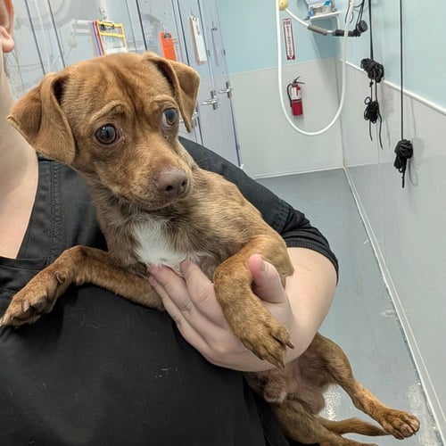 ADAM - Chihuahua available for adoption