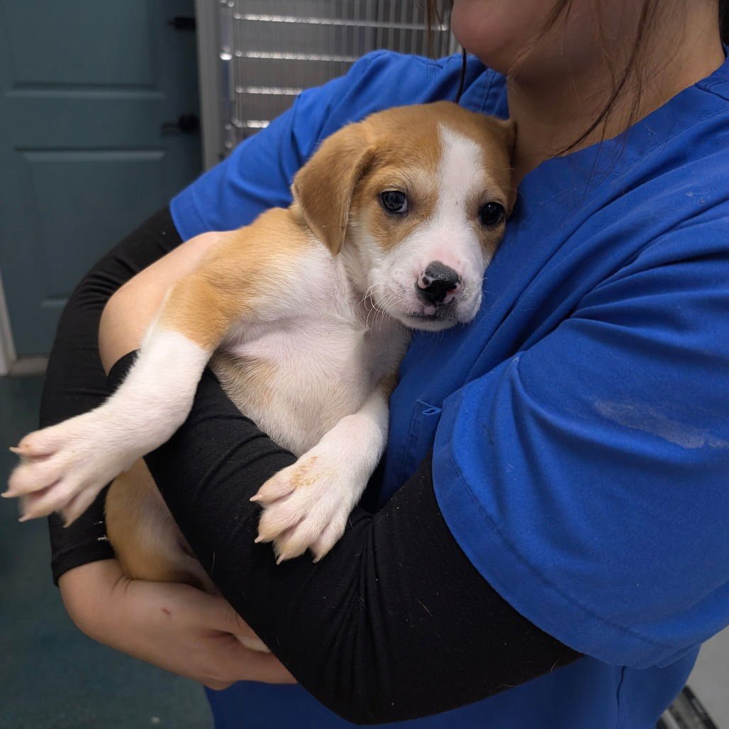 PERCY - Beagle / Hound available for adoption