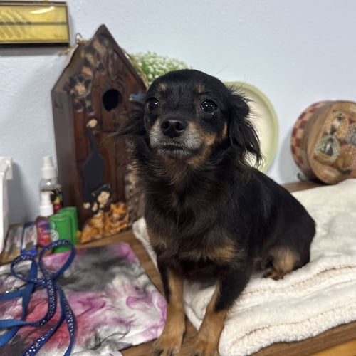 TAKA - Chihuahua available for adoption