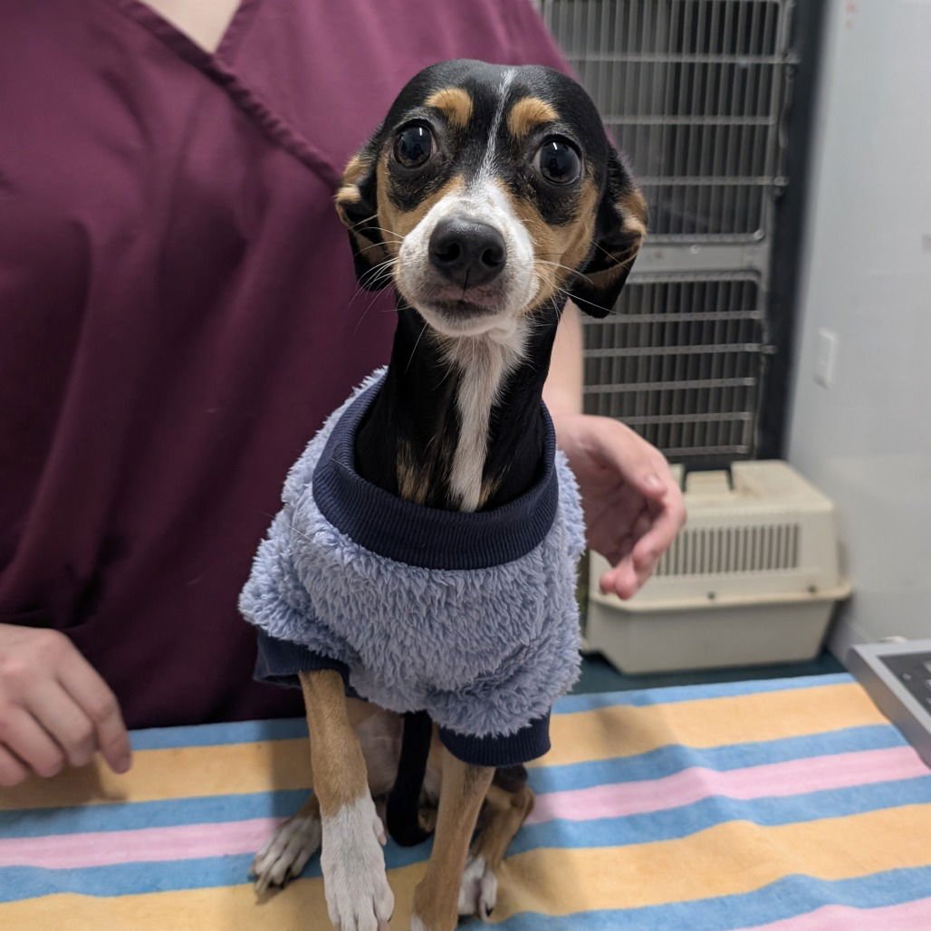 TRIXIE - Chihuahua / Pekingese available for adoption