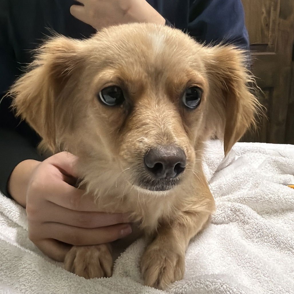 CINDY - Chihuahua / Spaniel available for adoption