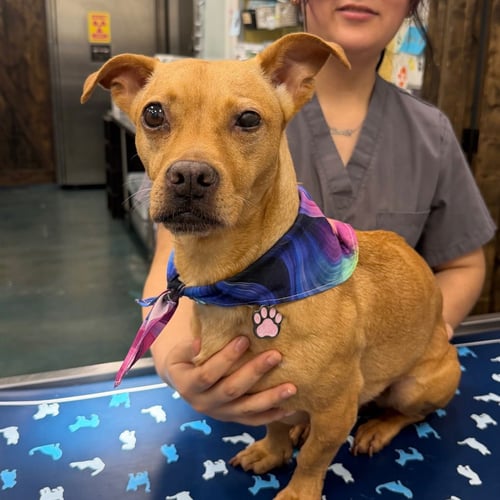 ANNIE - Chihuahua available for adoption