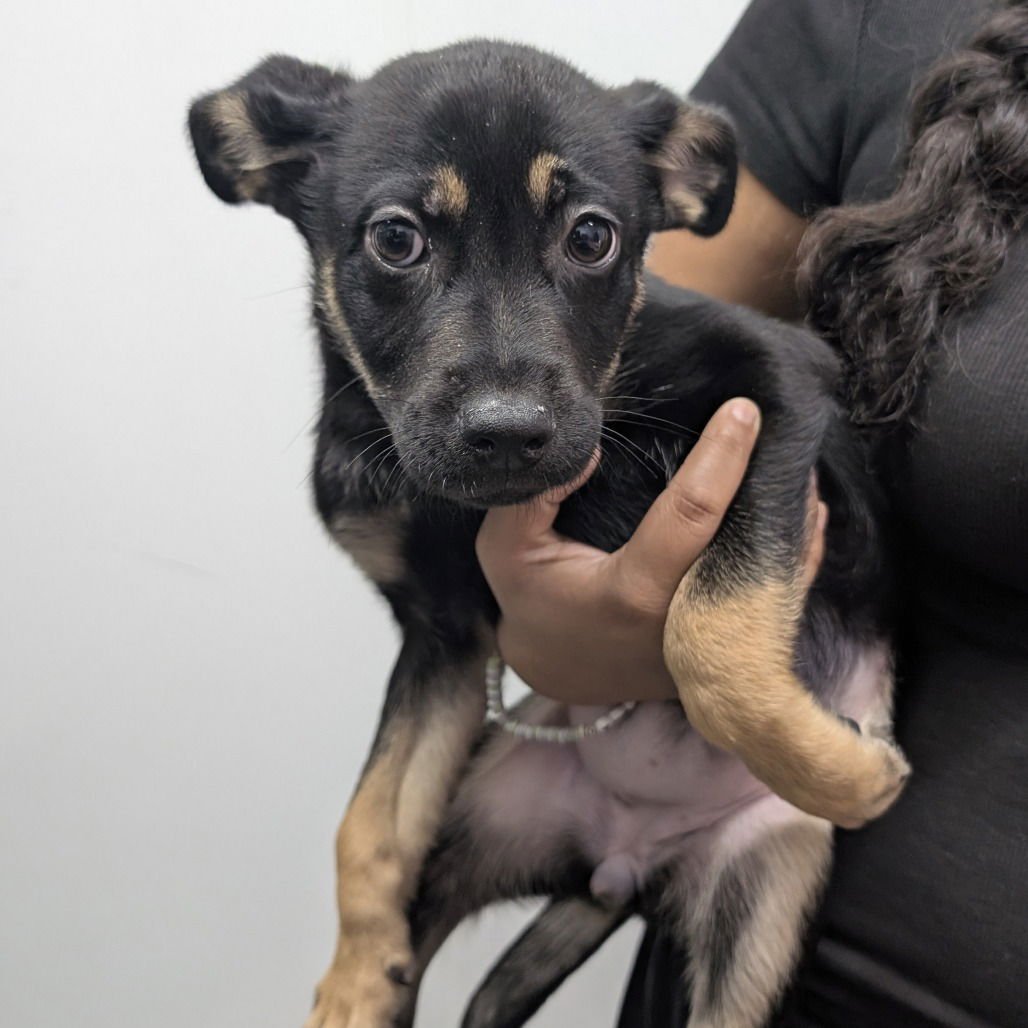 JETTA - Shepherd available for adoption