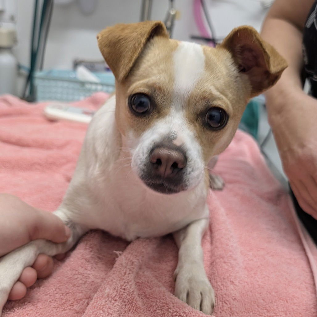 LEIA - Chihuahua available for adoption