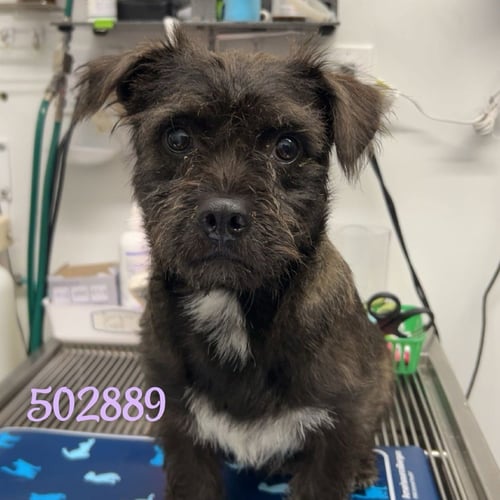 BONES - Wirehaired Fox Terrier available for adoption