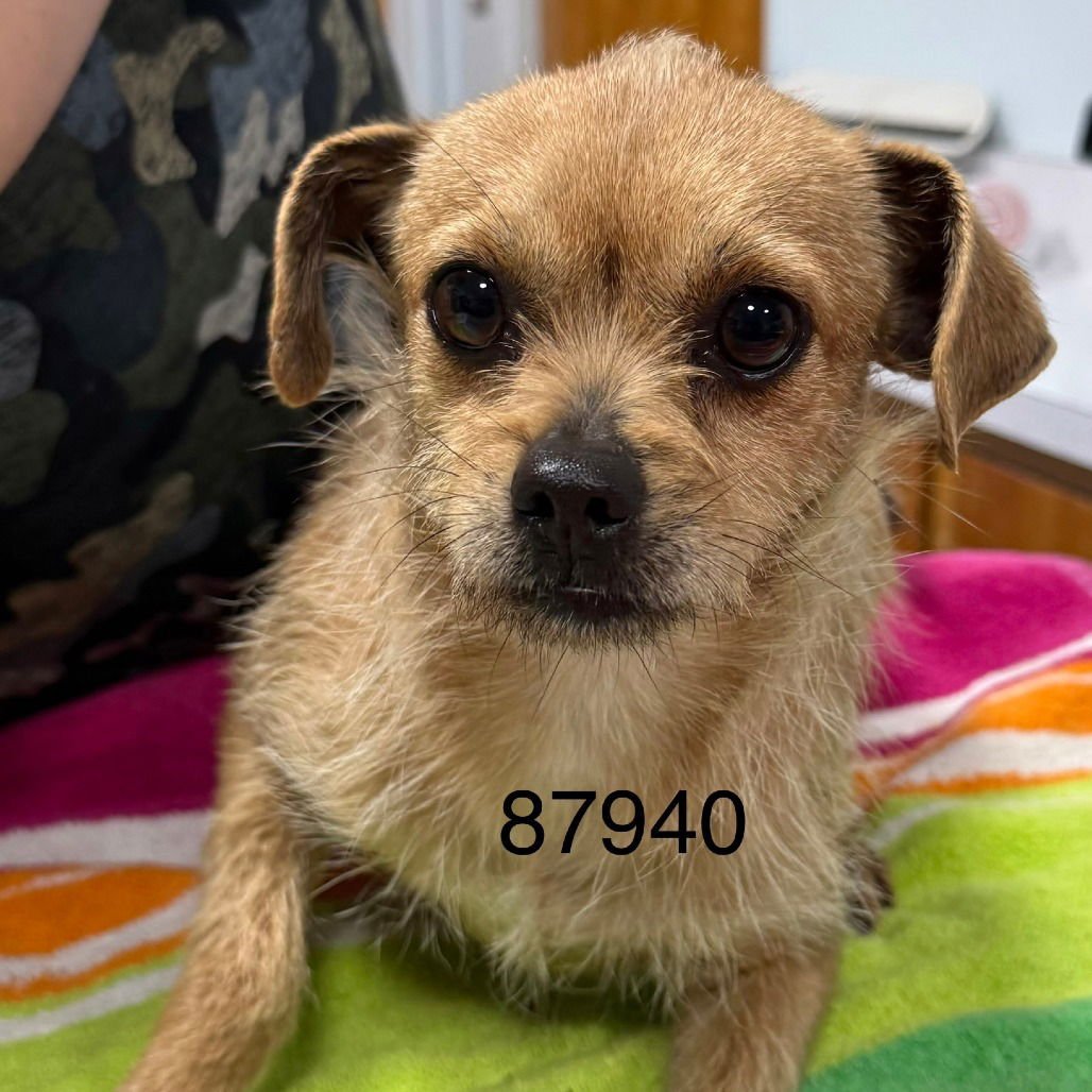 ZUMI - Chihuahua available for adoption