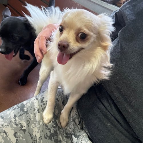 ECHO - Chihuahua available for adoption