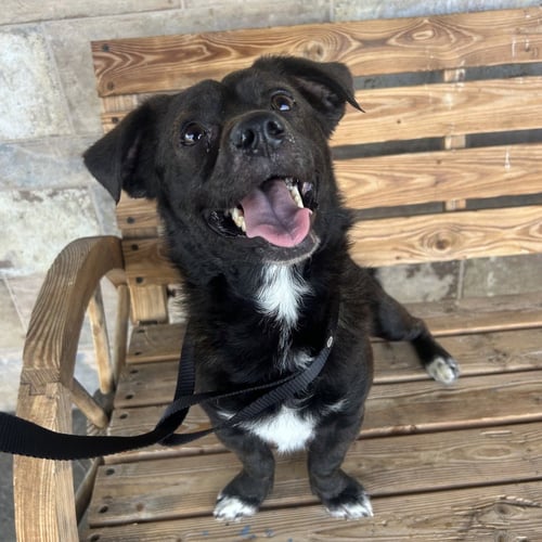 MAUI - Spaniel / Dachshund available for adoption