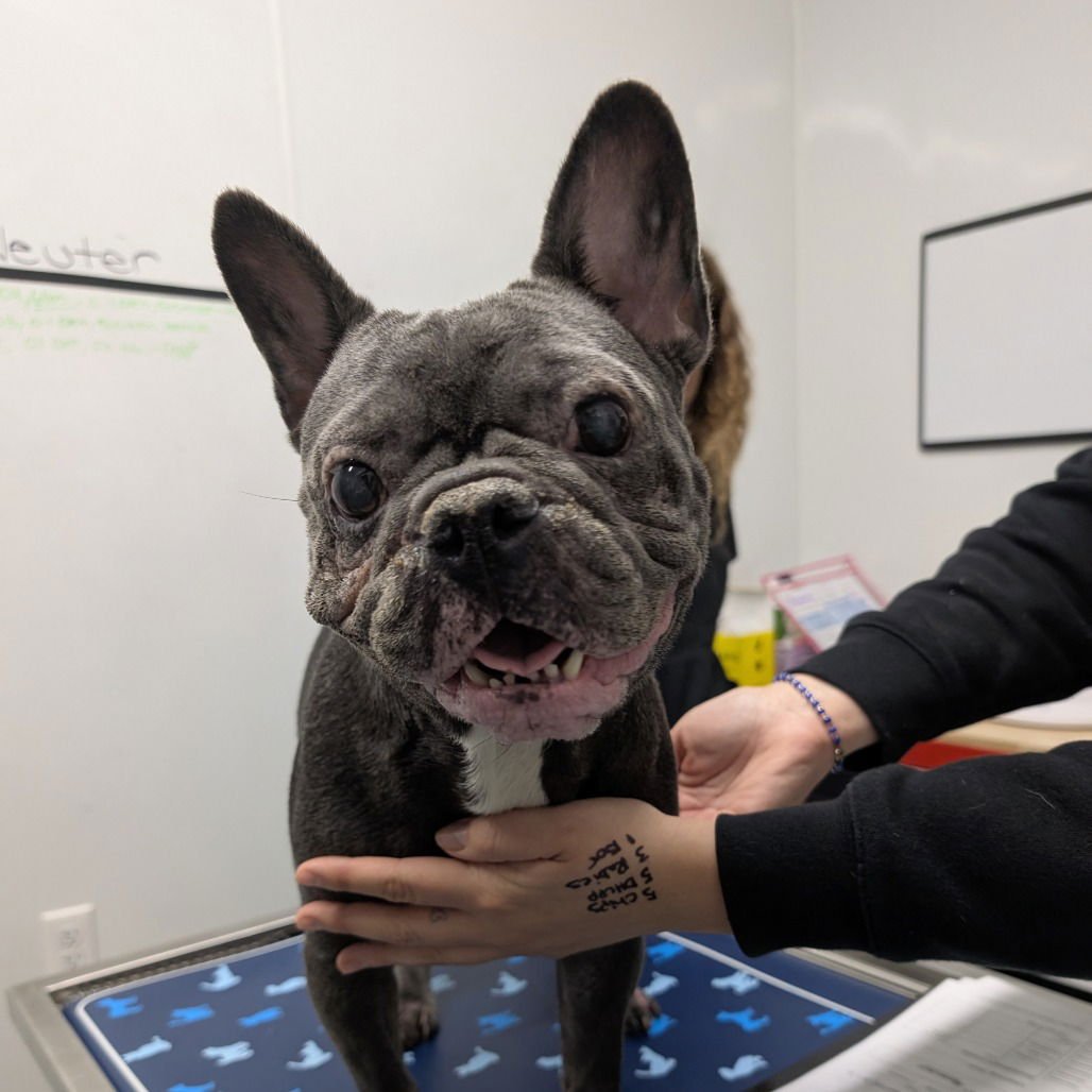 MISS VALERIE - French Bulldog available for adoption