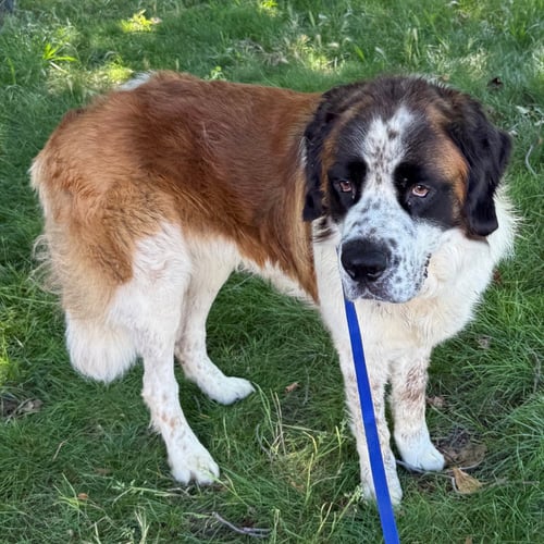 IGRIS - Saint Bernard available for adoption