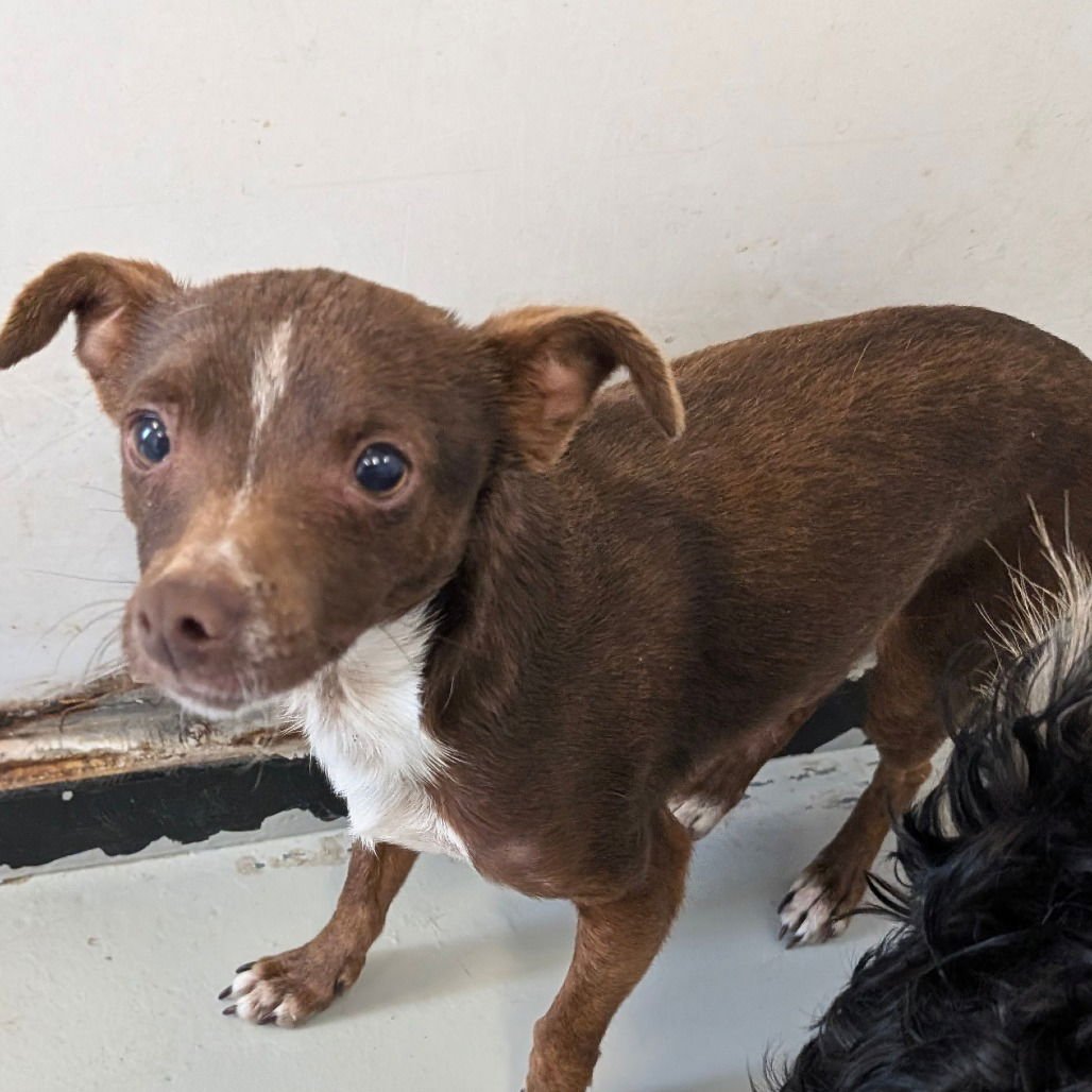 CHARLES - Chihuahua available for adoption