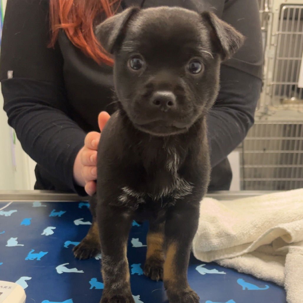 MORLA - Cattle Dog available for adoption