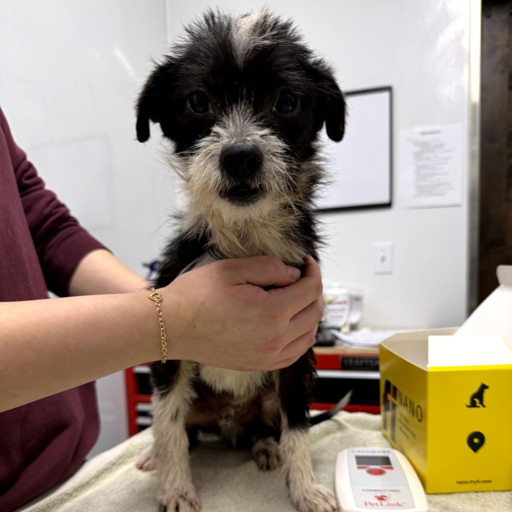 TRUFFLE - Terrier available for adoption