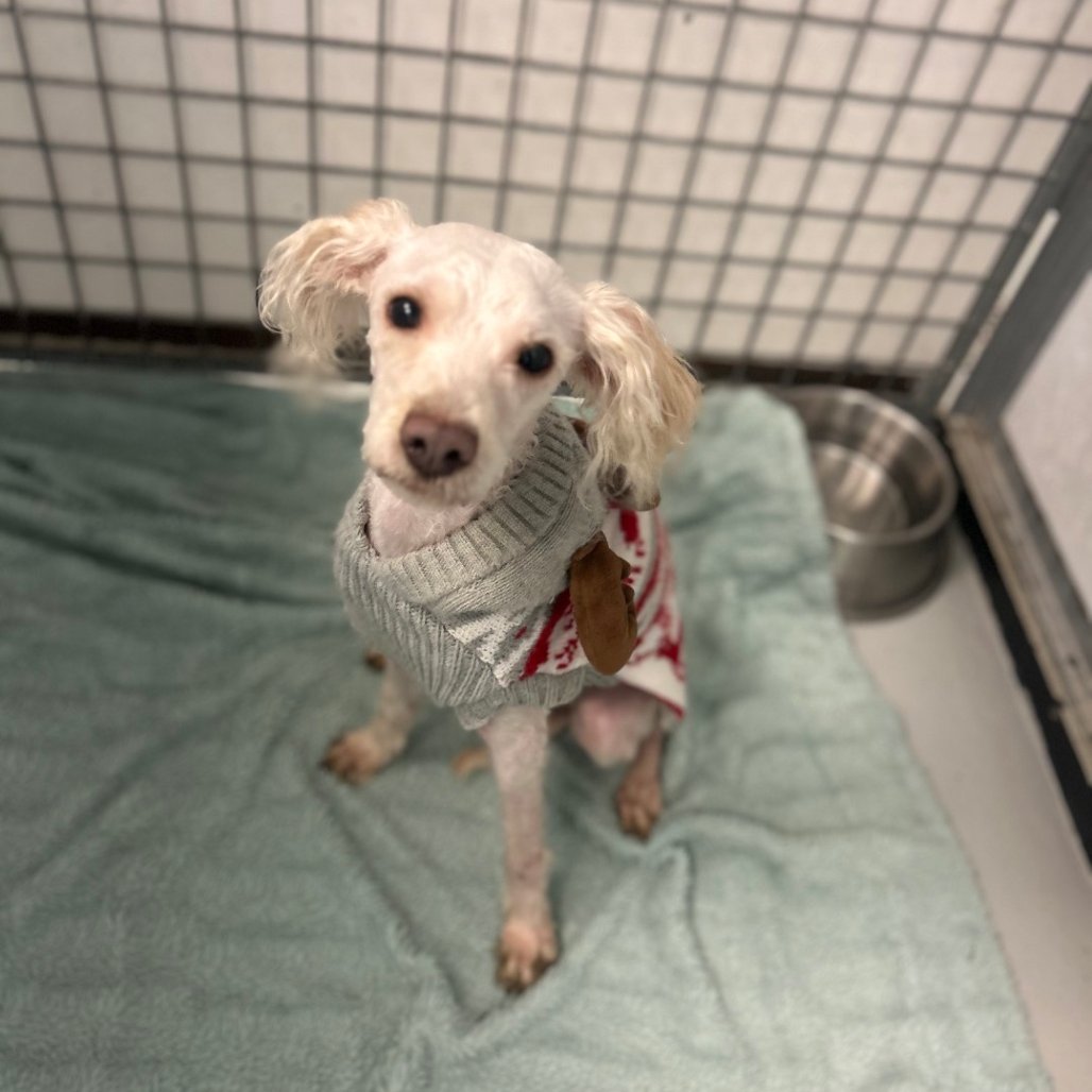 PUFFLE - Poodle (Miniature) available for adoption