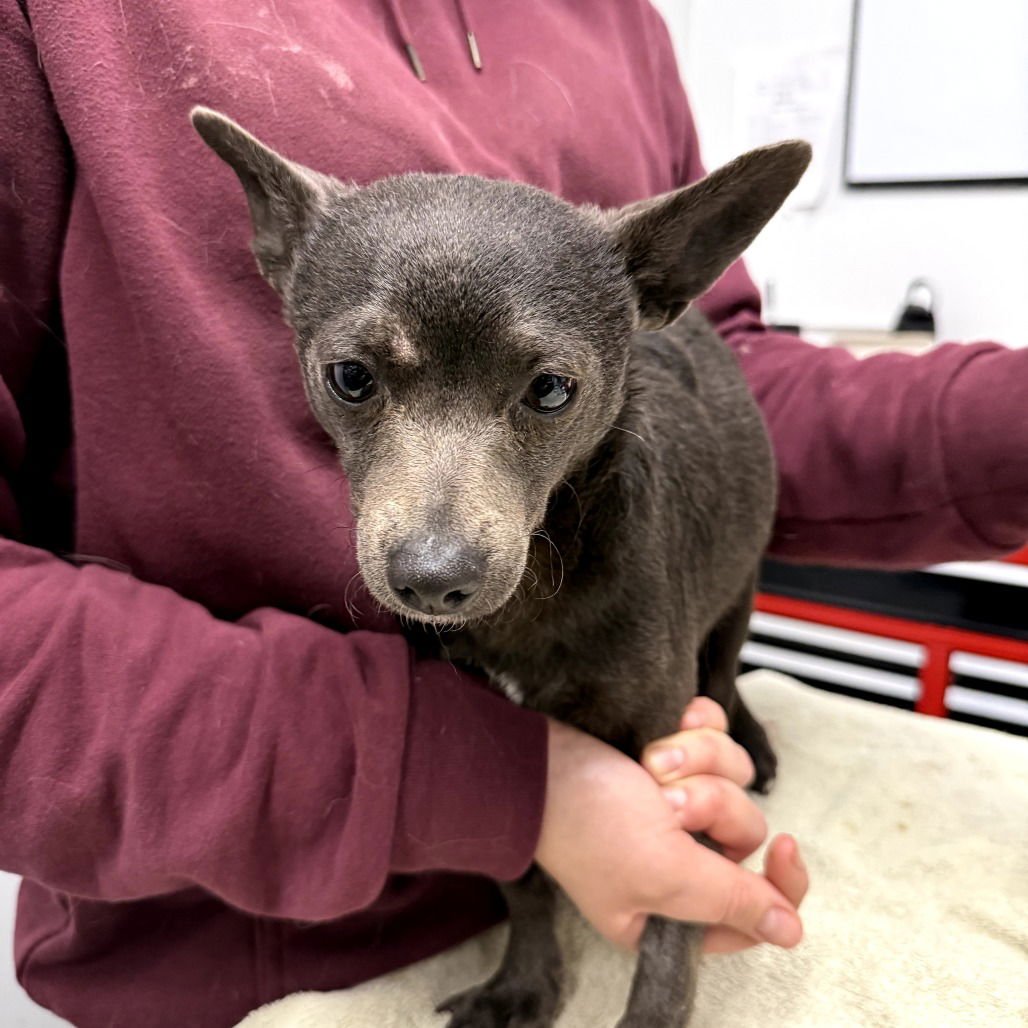 DECO - Chihuahua available for adoption