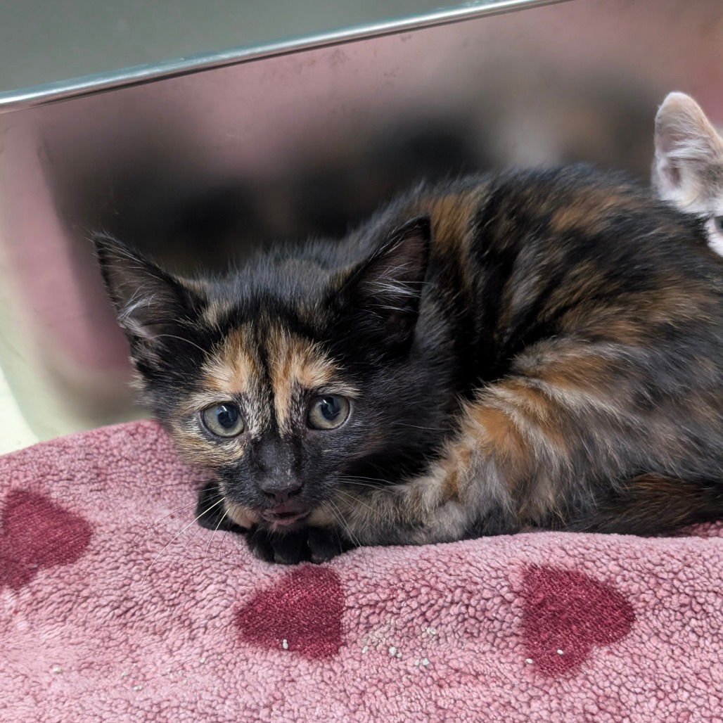 INDIE - Domestic Short Hair available for adoption