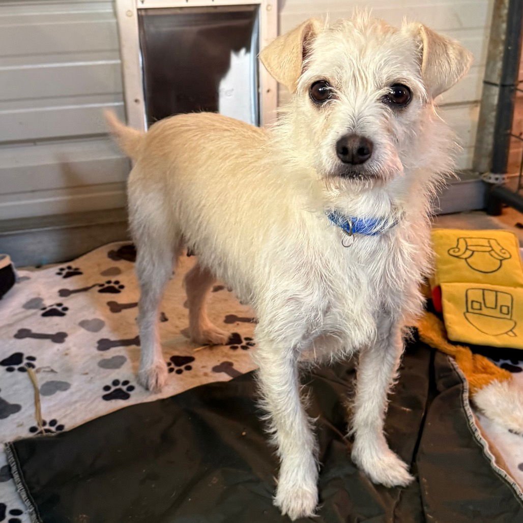 FRUITCAKE - Terrier available for adoption