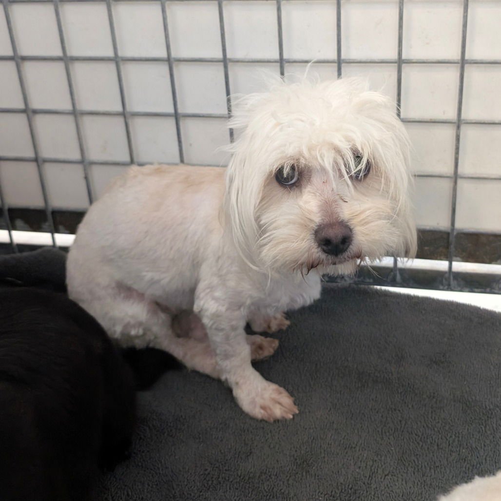 CHANEL - Poodle (Miniature) available for adoption